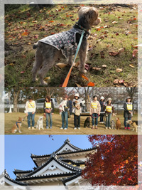 運動会と彦根城