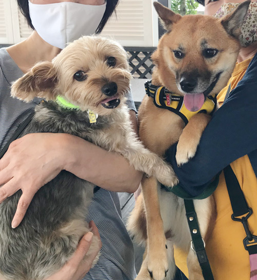 ボンちゃんとたら坊